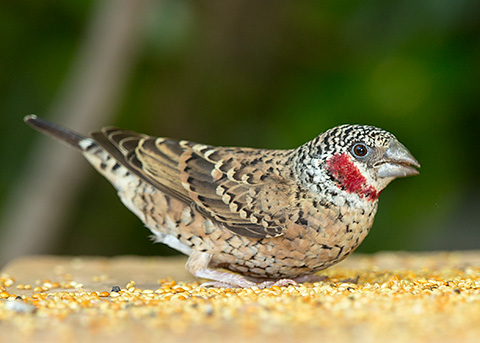 Cut-throat Finch male